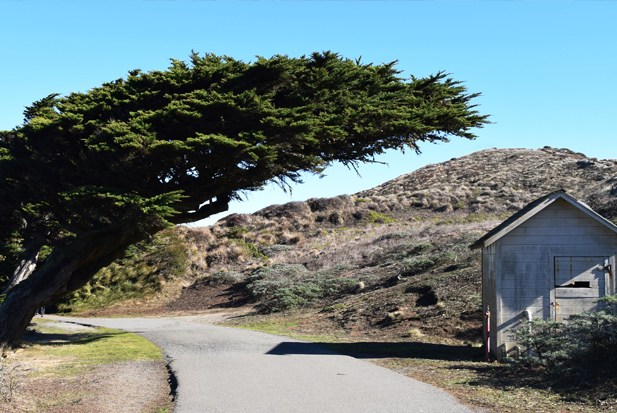 The Leaning Tree, Point Reyes, CA